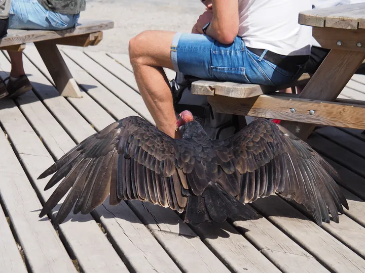 Roofvogelshow in Château de La Roche-en-Ardenne (België)